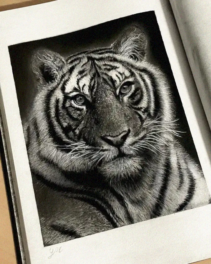 Intensity in a Tiger's Black and White Gaze