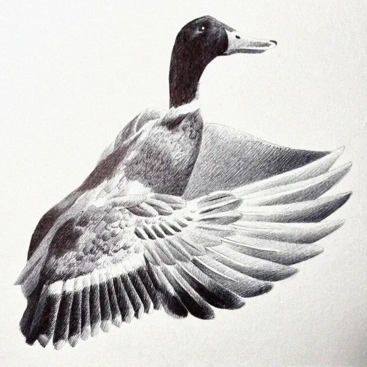 Mid-Flight Duck: A Pencil Masterpiece