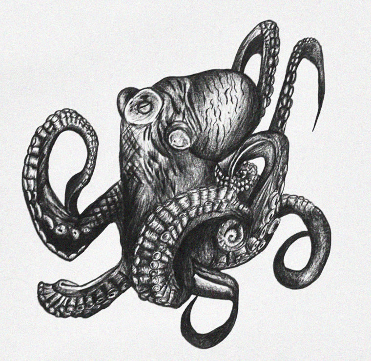 Octopus Dance in Pencil Detail