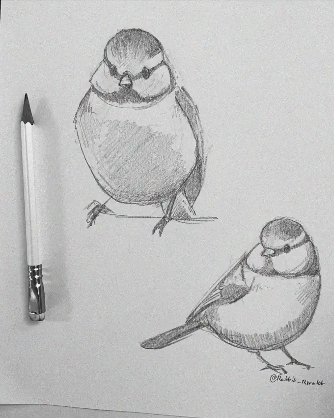 Detailed Sketches of Birds and Pencil