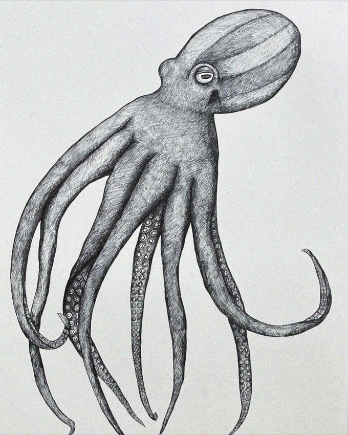 Sketch of an Octopus, Textured and Adorned