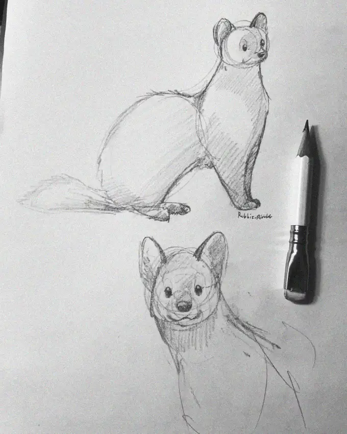Weasels at Play: A Sketcher's Tale
