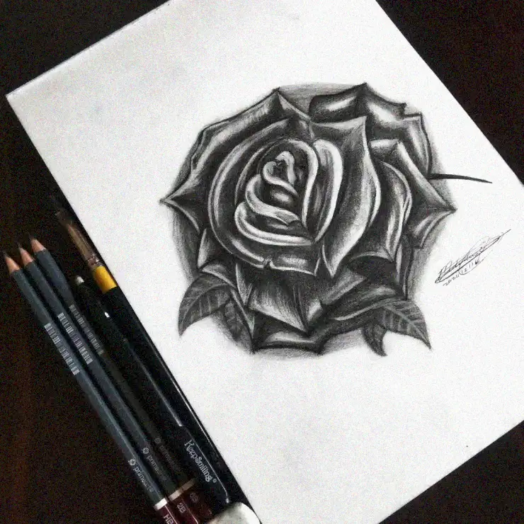 Delicate Rose through the Artist's Pencil